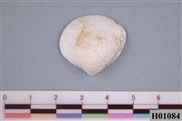 藏品(母衣貝類化石)的圖片